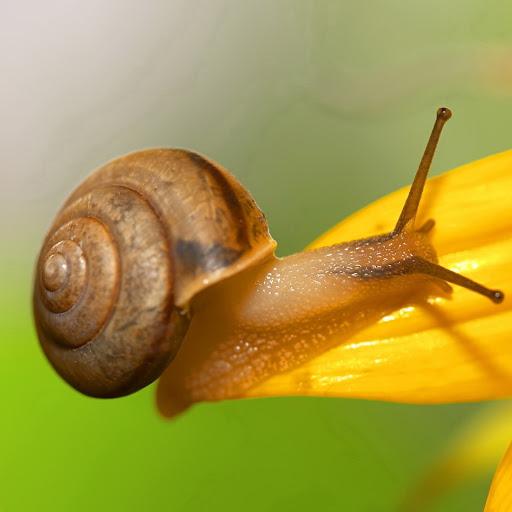 Hd-142512-ascw142512