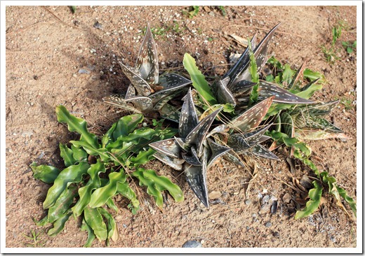 130202_UCDavis_Aloe-variegata- -Veltheimia-bracteata