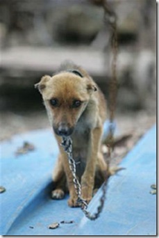 dog-chained-2 (Small)
