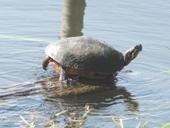 Florida turtle sunning Lake Osborne