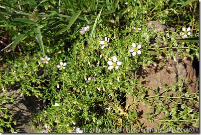 1096 Temisas-S.Lucía(Espinosillo) 1096 Temisas-S.Lucía(Espinosillo)
