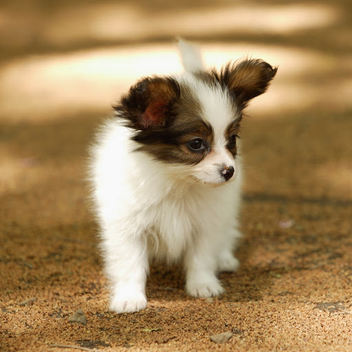 Hd-181834-ascw181834