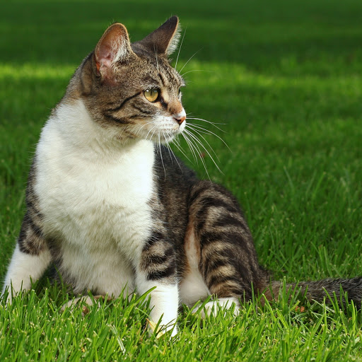 Hd-158220-ascw158220