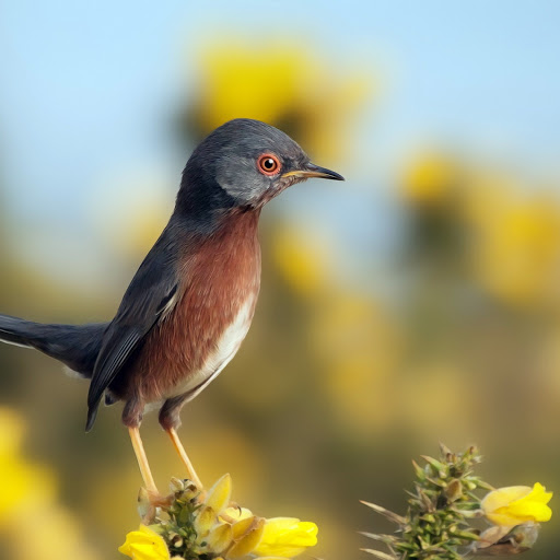 Hd-145274-ascw145274