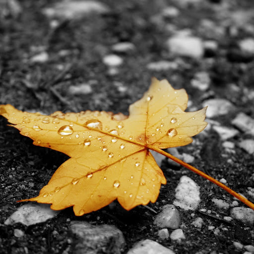 Hd-150719-ascw150719