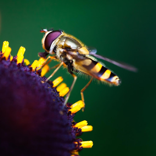 Hd-155090-ascw155090