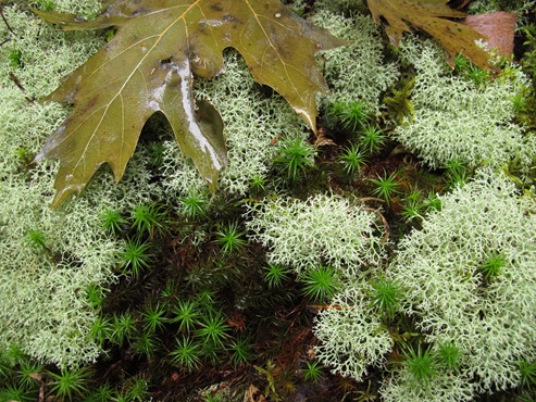 silvery lichen close up
