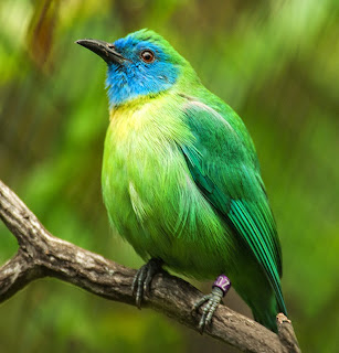 Download mp3 suara aneka burung cucak cucak ranti