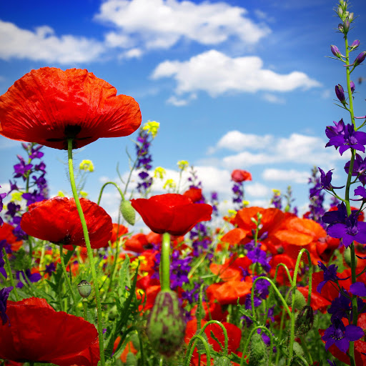 Hd-185343-ascw185343