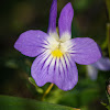 Common blue violet