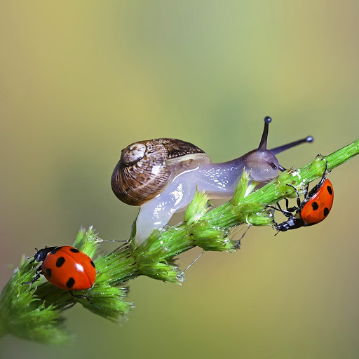 Hd-151063-ascw151063