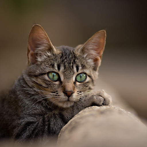 Hd-178313-ascw178313