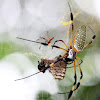 Golden Orb-web Spider (female and male)