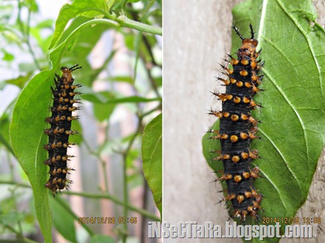 Ulat kupu-kupu Hypolimnas bolina sedang berdiam diri dibalik salah satu daun pohon cabe. 