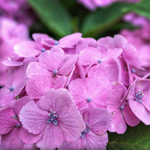 Hd-162529-ascw162529