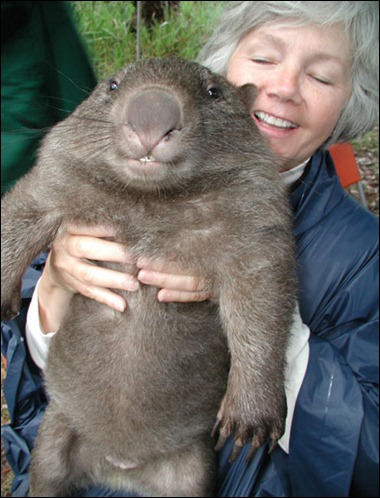 Fat Wombat