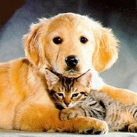 perro y gato.jpg