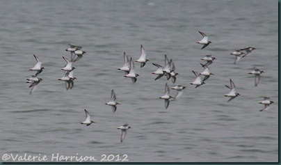 6-ringed-plovers