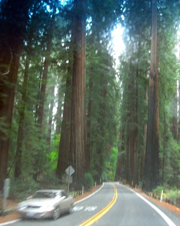 [Redwoods%2520%252813%2529%255B4%255D.jpg]