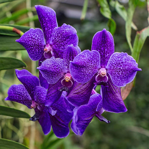 Hd-152525-ascw152525