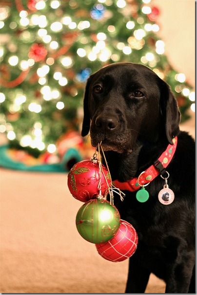 perro gorritos navidad (25)