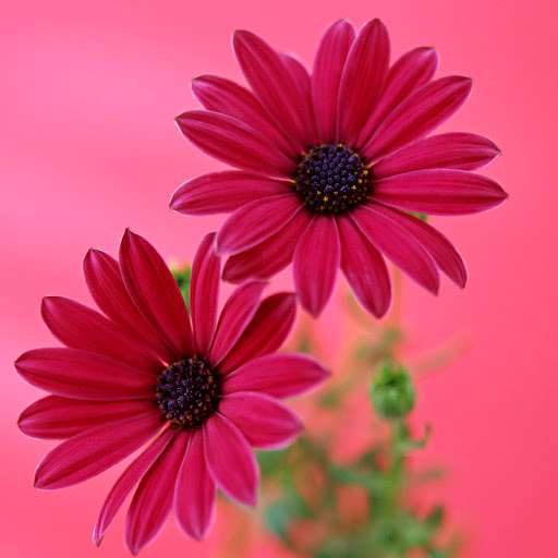 Hd-172468-ascw172468