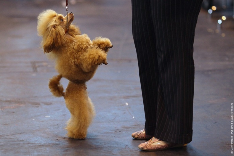 crufts-2012-8