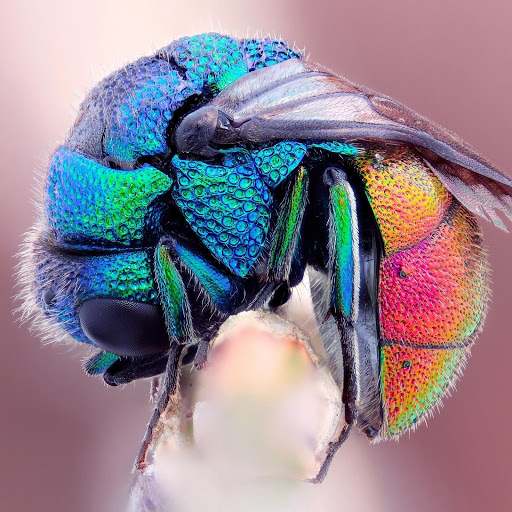 Hd-175239-ascw175239