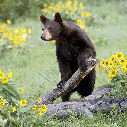 Hd-140114-ascw140114