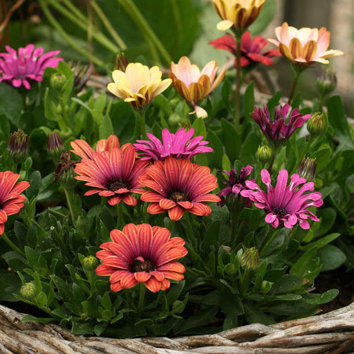 Hd-174507-ascw174507