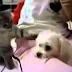Funny Dog Videos Cats vs Dogs FUNNY Animal