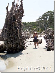 Jekyll Island Driftwood Beach