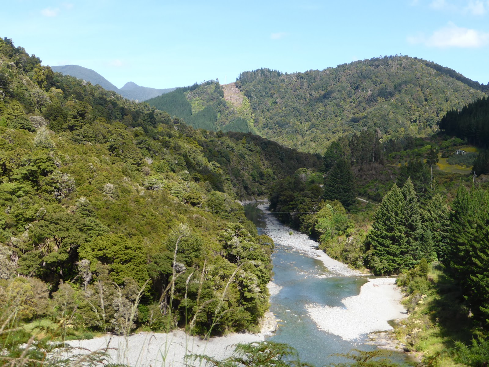Auf der Such nach Kiwis Road Connection to Pelorus River Track