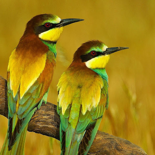 Hd-180210-ascw180210