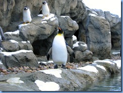 0096 Alberta Calgary - Calgary Zoo Penguin Plunge - King penguin & Gentoo penguins