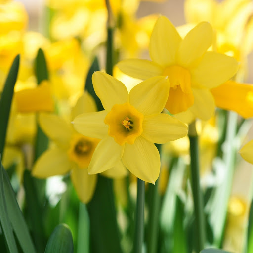 Hd-186333-ascw186333