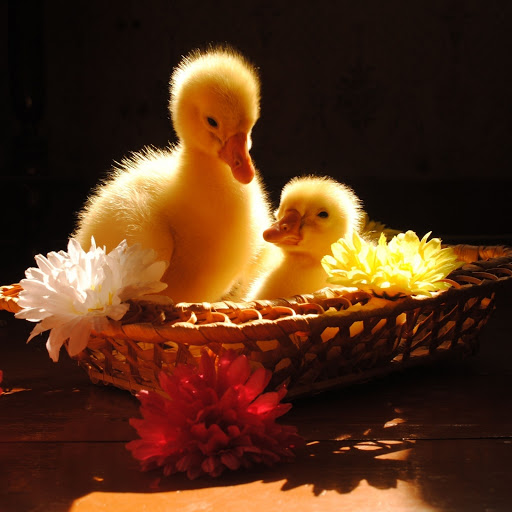 Hd-174625-ascw174625