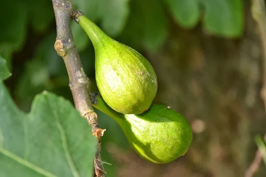 Wild fig - close-up of fruit