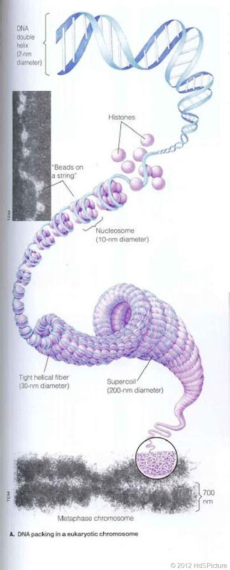 Struktur kromosom 2
