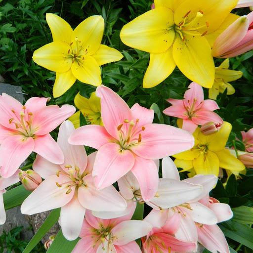 Hd-170110-ascw170110