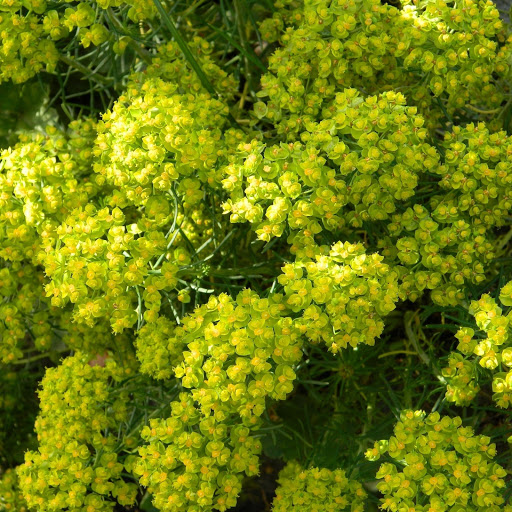 Hd-131480-ascw131480