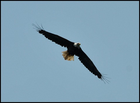 03g2 - Liberty Point - bald eagle