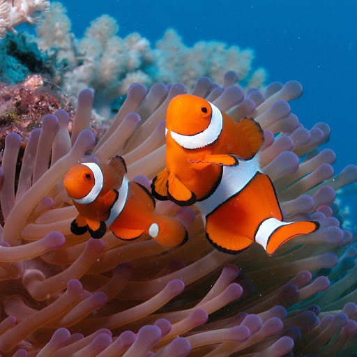 Hd-174075-ascw174075