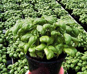 [Manjericao%2520Edwina%255B3%255D.jpg]