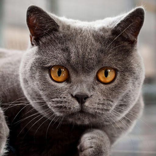 Hd-181616-ascw181616