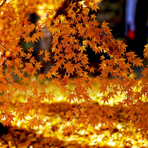 Hd-142619-ascw142619