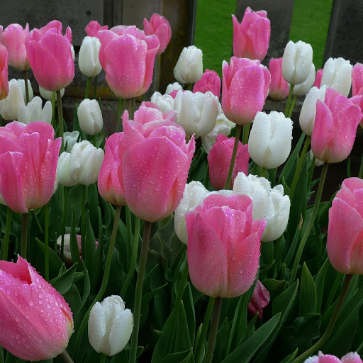 Hd-172722-ascw172722