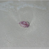 Qualle am Hotelstrand