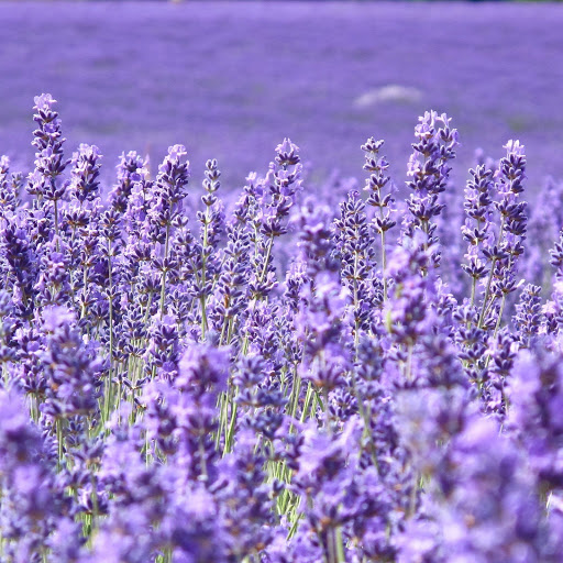 Hd-154081-ascw154081