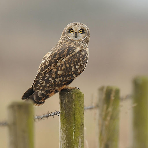 Hd-177780-ascw177780